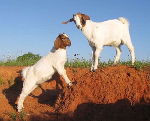 san antonio texas goats for sale