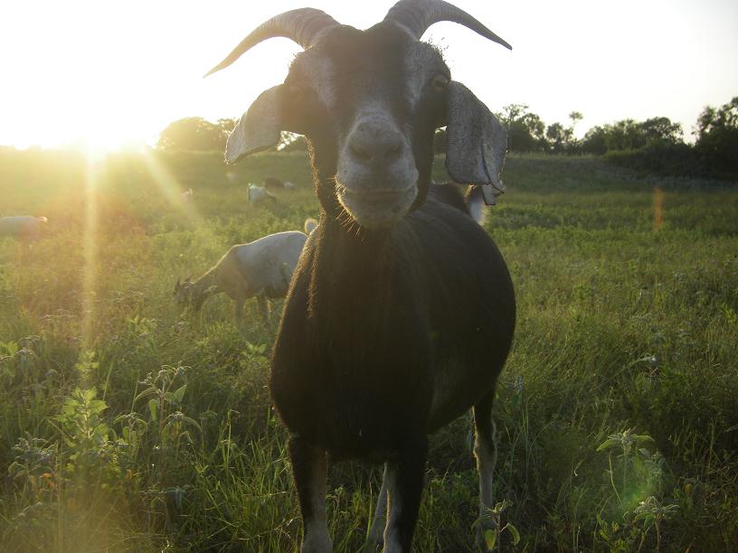 spanish-goat-sunset-shoulder