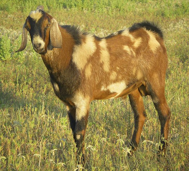 jack-flash-nubian-billy-goat