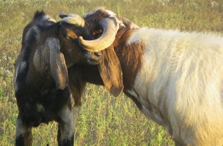 nubian-boer-billy-goats