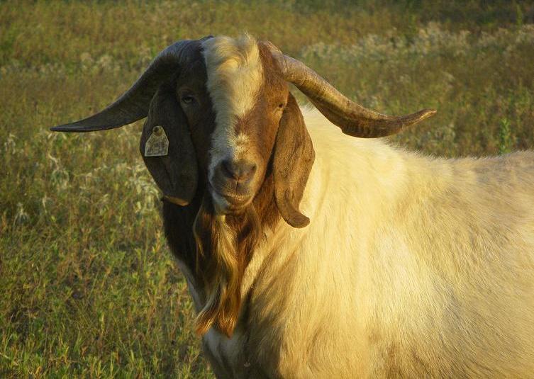 ap-boer-billy-goat