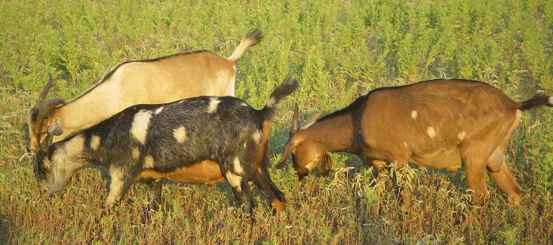 spotted-dairy-goat-bucklings-for-sale