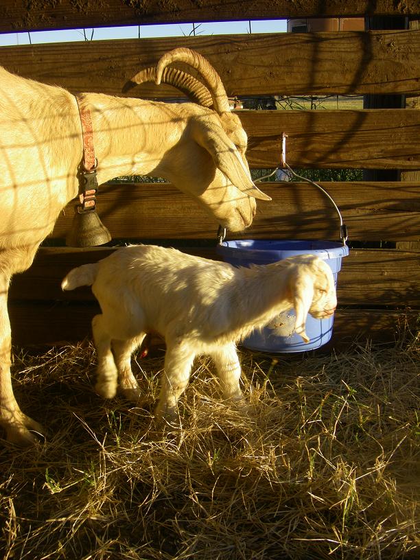 Snubian Boer goat kid doe