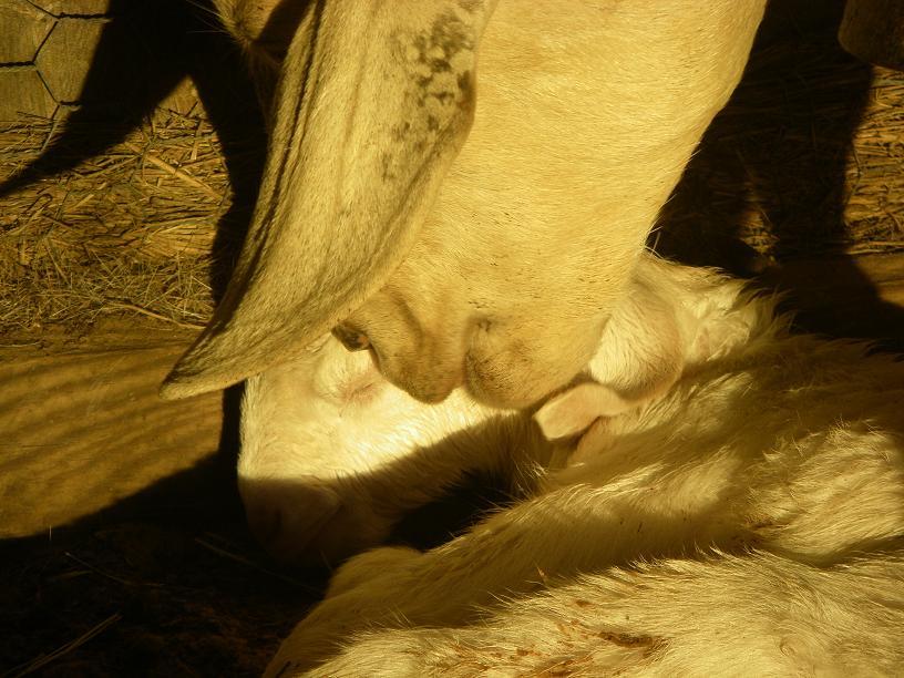 Snubian Boer goat kid doe
