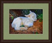 With a peaceful smile, this hours-old goat kid awaits her mother in the shade of a mesquite tree.