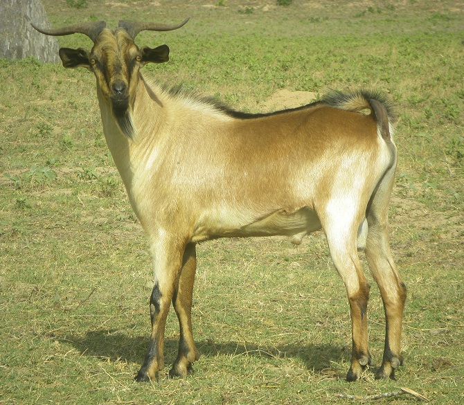 Oiva, Saanubian Dairy Goat Buck For Sale in Texas