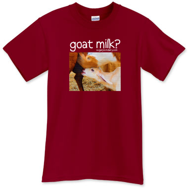 Goat milk? A brand new goat kid loads up on high-octane mother's milk! 