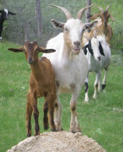 Spanish Nubian goat for sale doe doeling