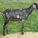 Okra, half Spanish, daughter of Nubian buck, Jack.