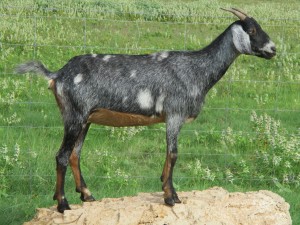 Okra, half Spanish, daughter of Nubian buck, Jack.