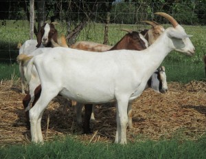 Powder, dairy cross doe yearling