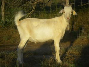 Fernando, Purebred Kiko buck