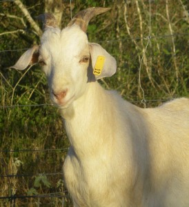 Fernando, Purebred Kiko buck