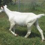 Kiko-dairy-cross yearling wether