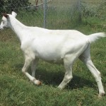 Kiko-dairy-cross yearling wether