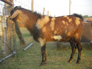 Galloping Winds OT8 Jack Flash, American Nubian