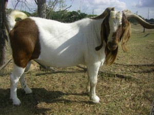 Papi, Boer buck goat