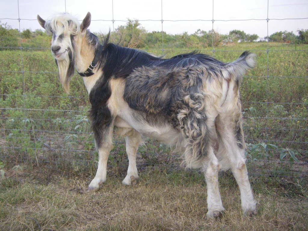 D&M’s Royal SS Sir Tapley, Purebred French Alpine buck goat
